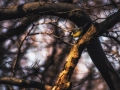 DSC_1629-Edit